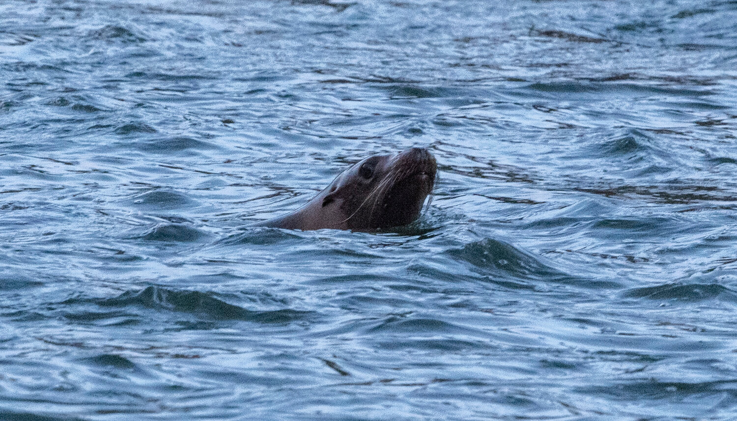 A sea lion sticks its head above the water near the Barrier Dam Monday night.