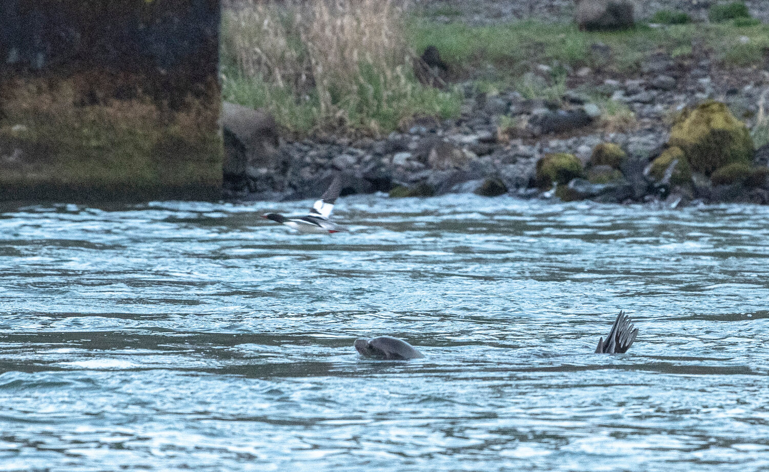 A sea lion watches as a fowl flies past it in Salkum on Monday night.