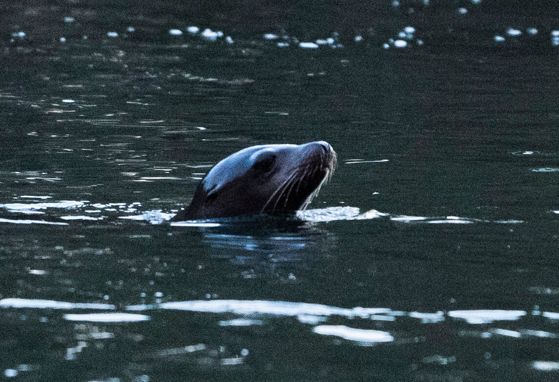 A seal lion pokes its head above the water near the Barrier Dam in Salkum Monday night.
