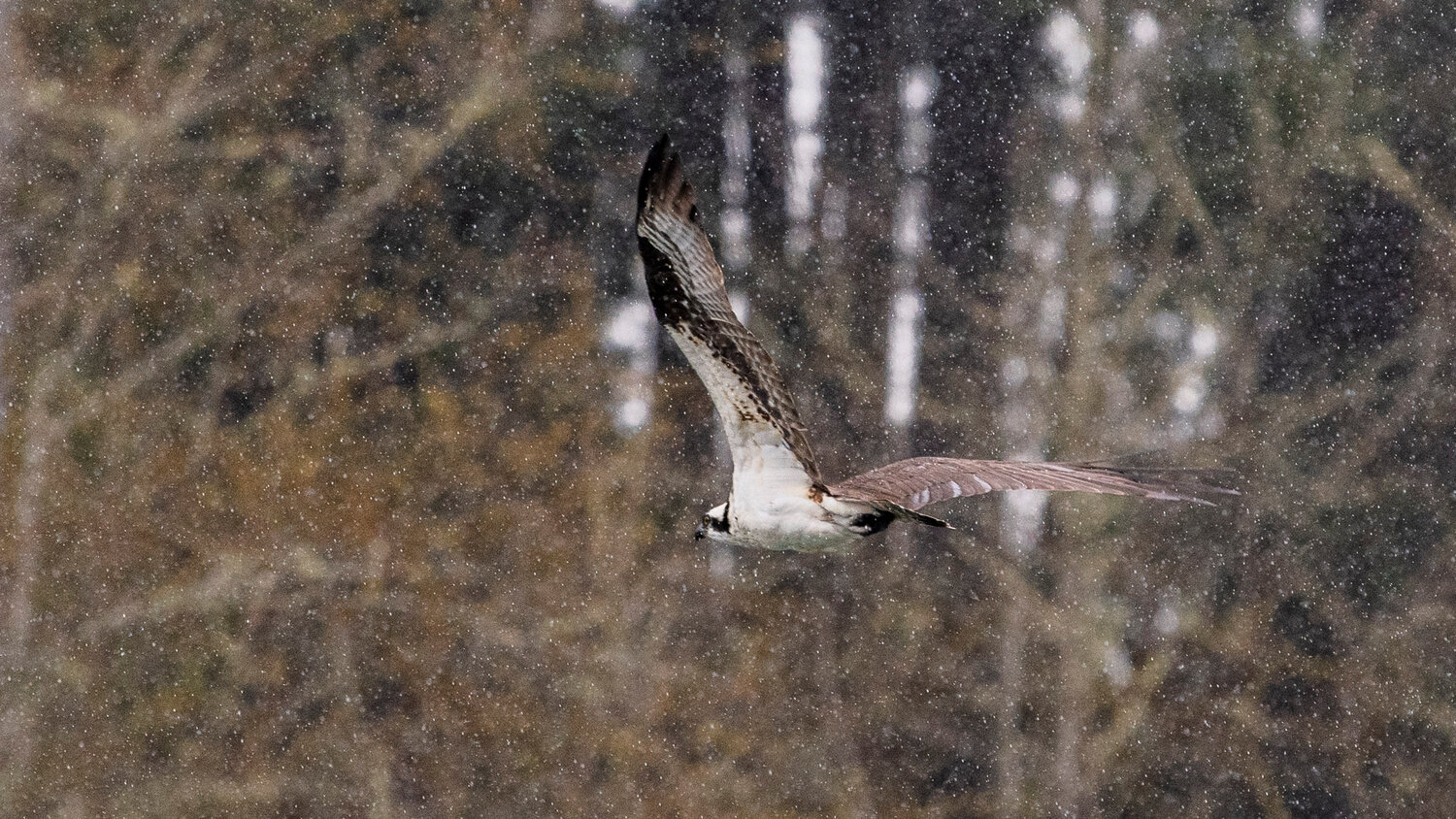 An osprey glides through water droplets while hunting outside the Cowlitz Salmon Hatchery in Salkum on Monday.