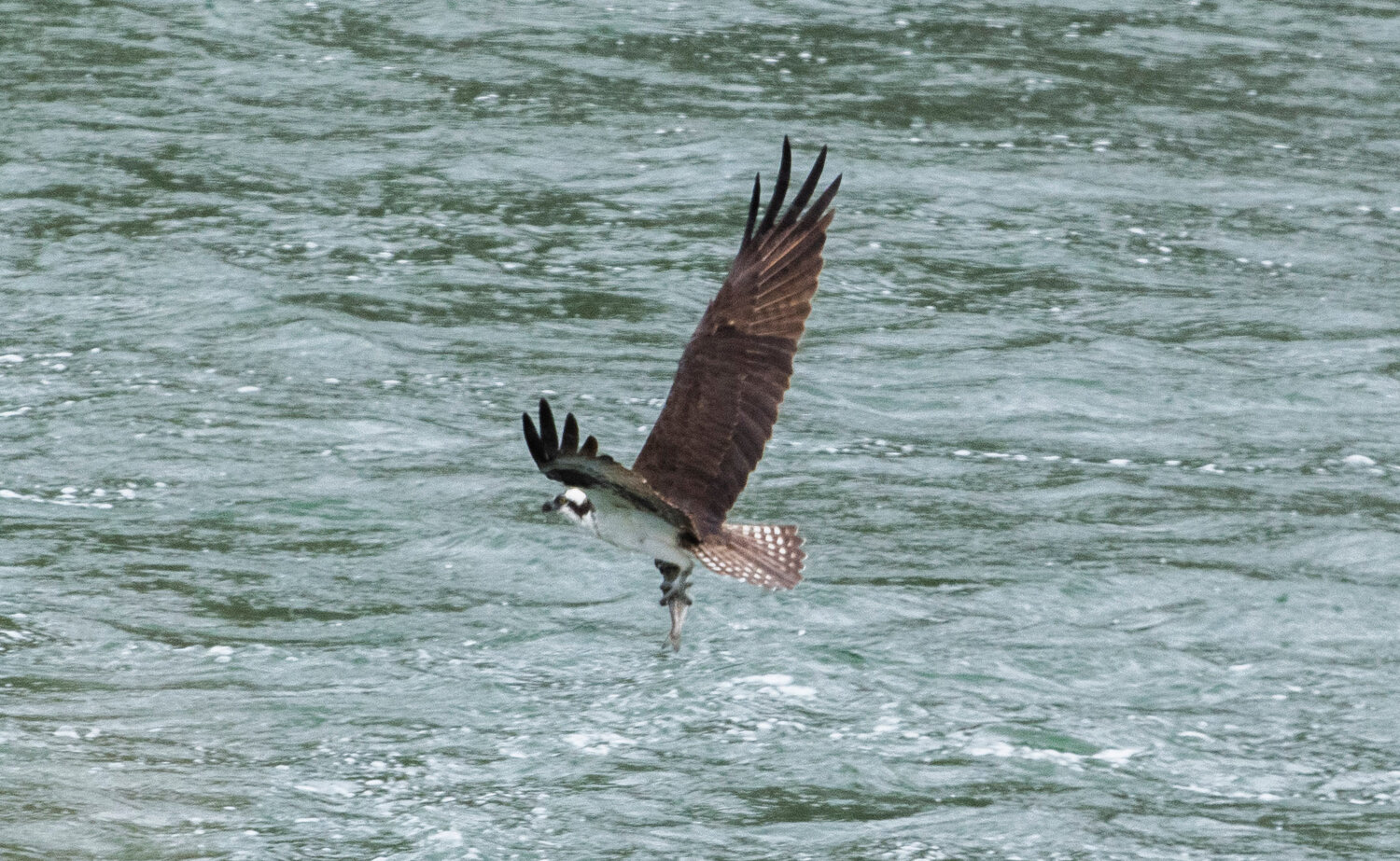 An osprey hunts for fish outside the Cowlitz Salmon Hatchery in Salkum on Monday.