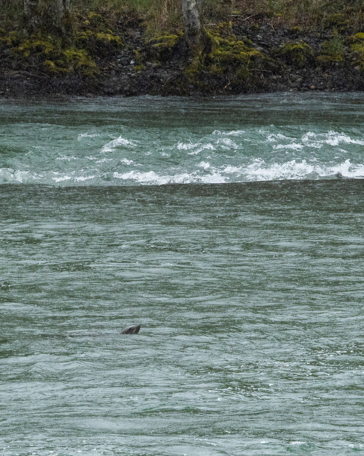 A sea lion stalks salmon outside the Cowlitz Salmon Hatchery in Salkum on Monday.
