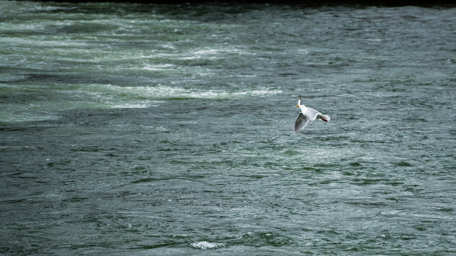 A seagull tilts back its head and swallows a fish outside the Cowlitz Salmon Hatchery in Salkum on Monday.