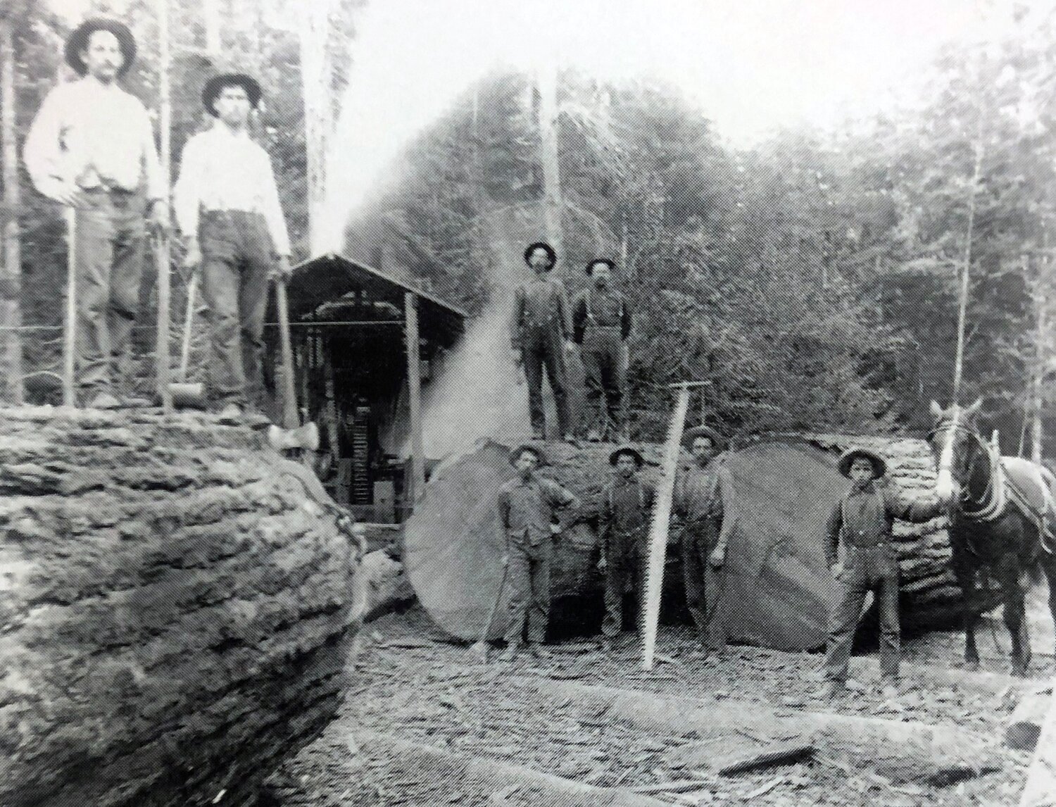 Brown Mill at Napavine is pictured in 1910. At left are Wendell Hammond and Jim Allison. In the background on the log are Thurston Reynolds and Arthur Brown. Below them are an unknown person, John Johnson, Emil Lentz and Charles Lentz (with horse). The mill was founded by Carroll L. Brown, who came to Washington from Maine in 1877. The mill started out at 5,000 feet and later expanded to 20,000 feet. Later it became known as Coal Creek Lumber Company. This photo and information was originally submitted by Eric J. Wilson for Our Hometowns.