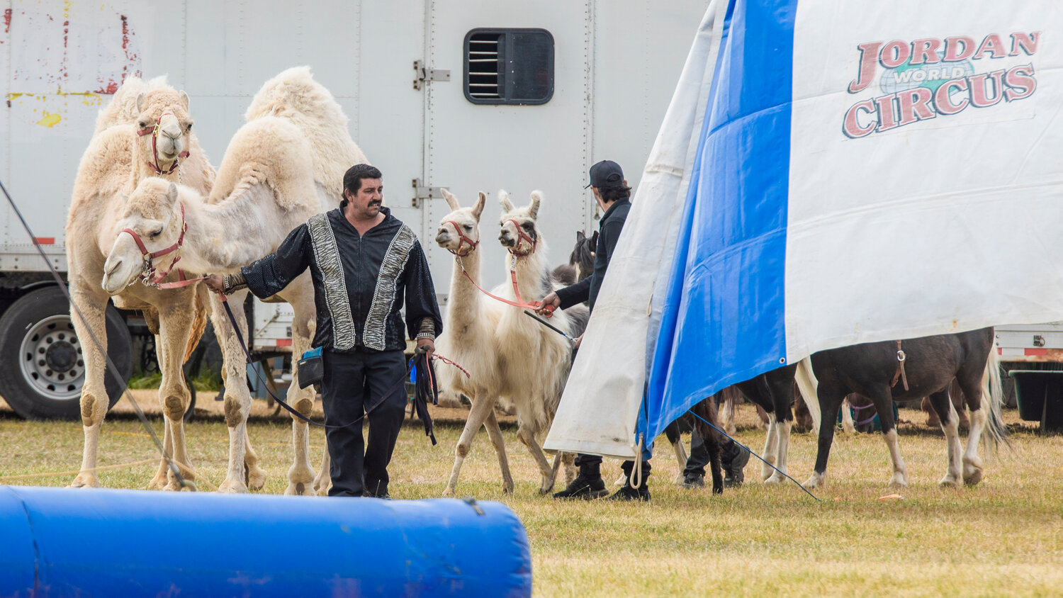 Camels, llamas and miniature horses are introduced to the crowd at the Southwest Washington Fairgrounds during the Jordan World Circus show on Wednesday, May 31.