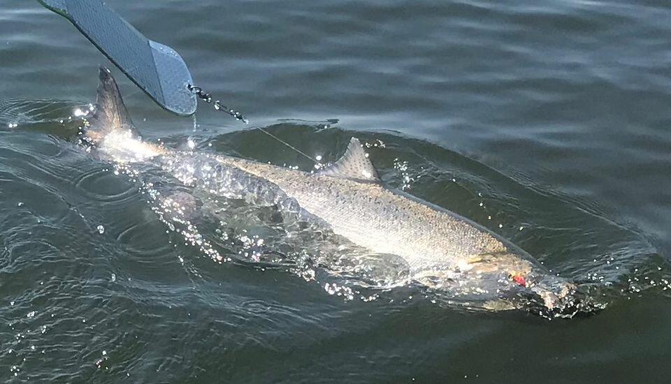 States relax salmon fishing restrictions on lower Columbia River