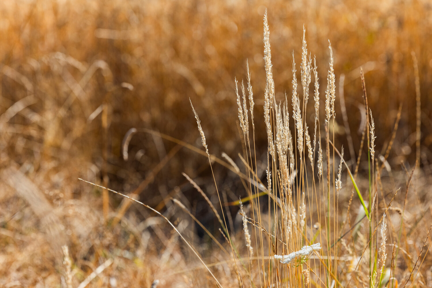 Sunlight highlights wheat in a field off state Route 6 near Claquato on Monday, July 31.