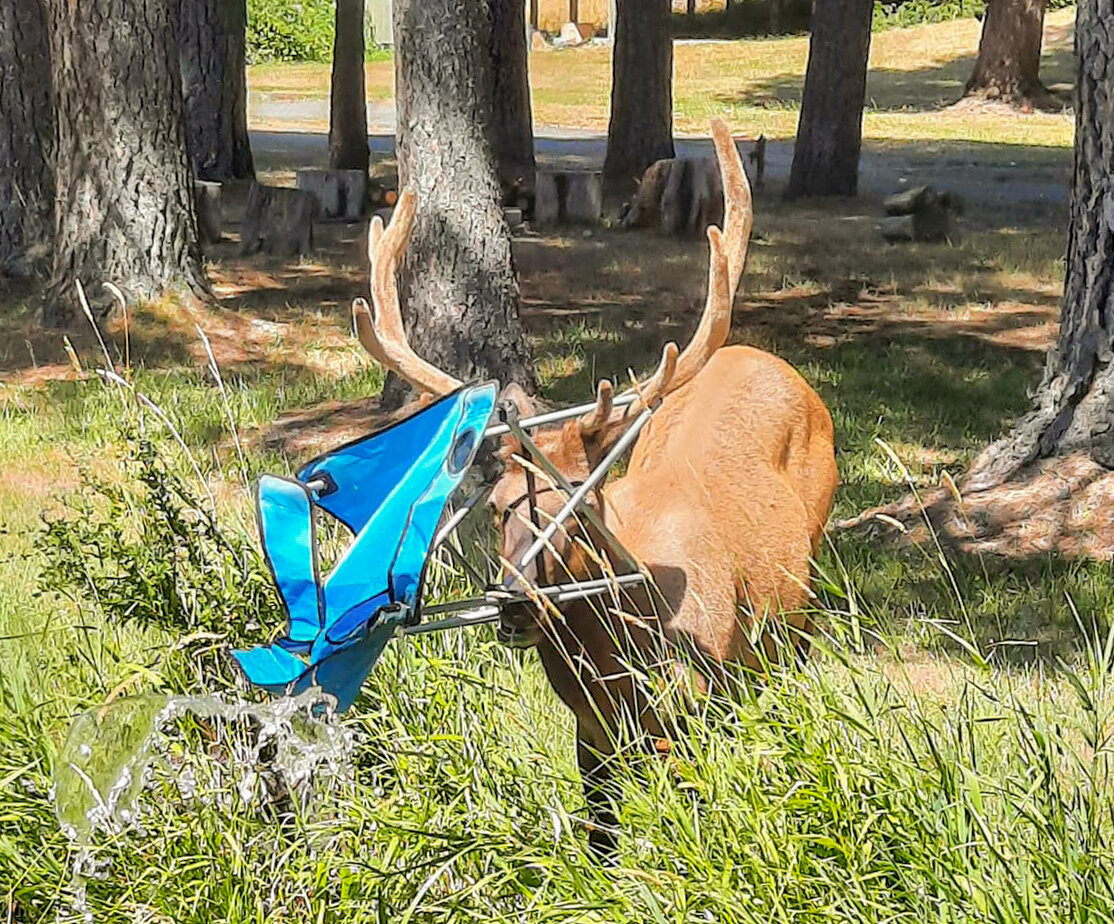 Packwood resident Brenda Sponholtz captured this photo of "Hammock Head" with his newest headwear, a camp chair, along Snyder Road in Packwood on Aug. 2.