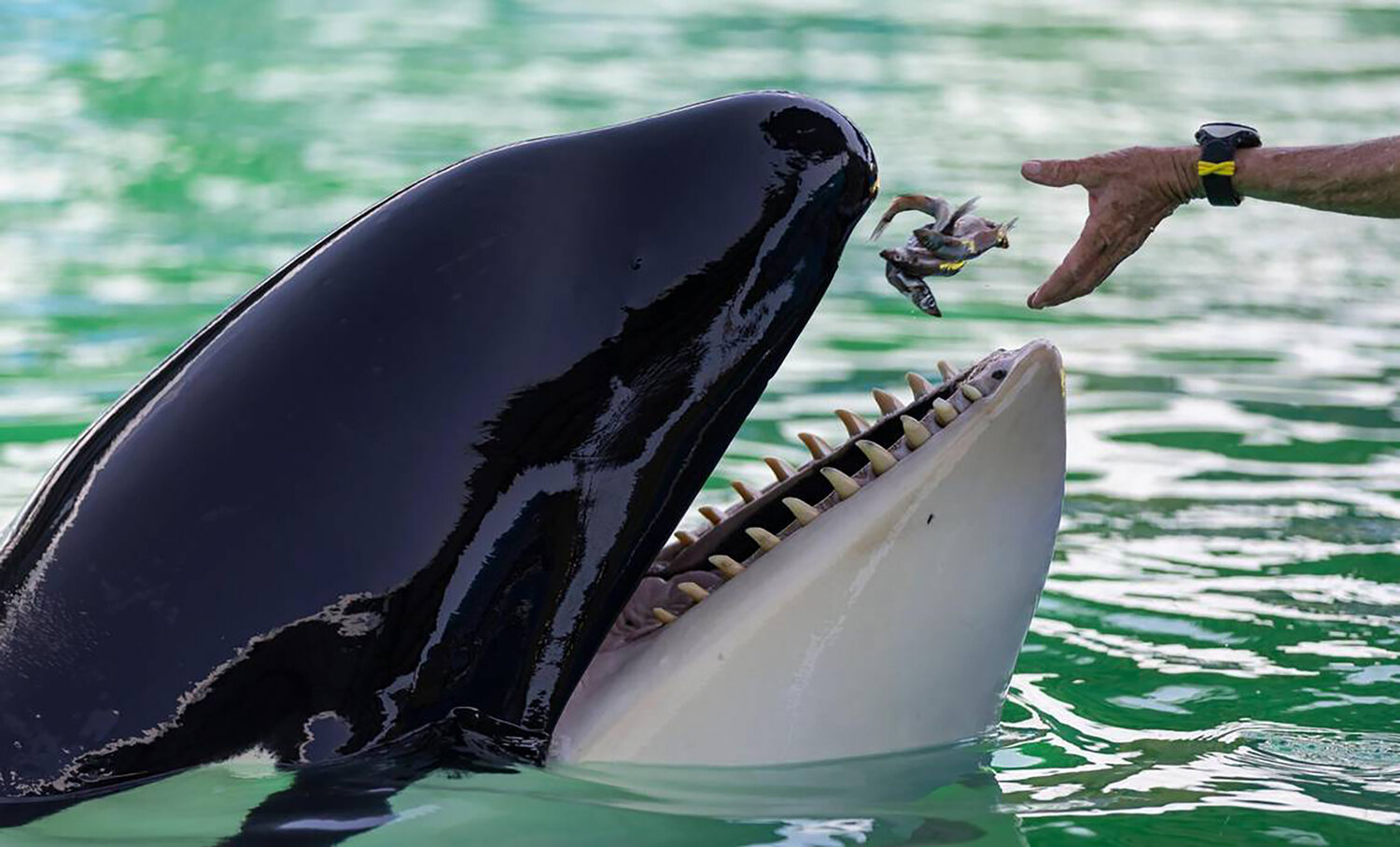 Trainer Marcia Henton feeds Lolita the killer whale, also known as Tokitae and Toki, inside her stadium tank at the Miami Seaquarium on Saturday, July 8, 2023, in Miami, Fla.