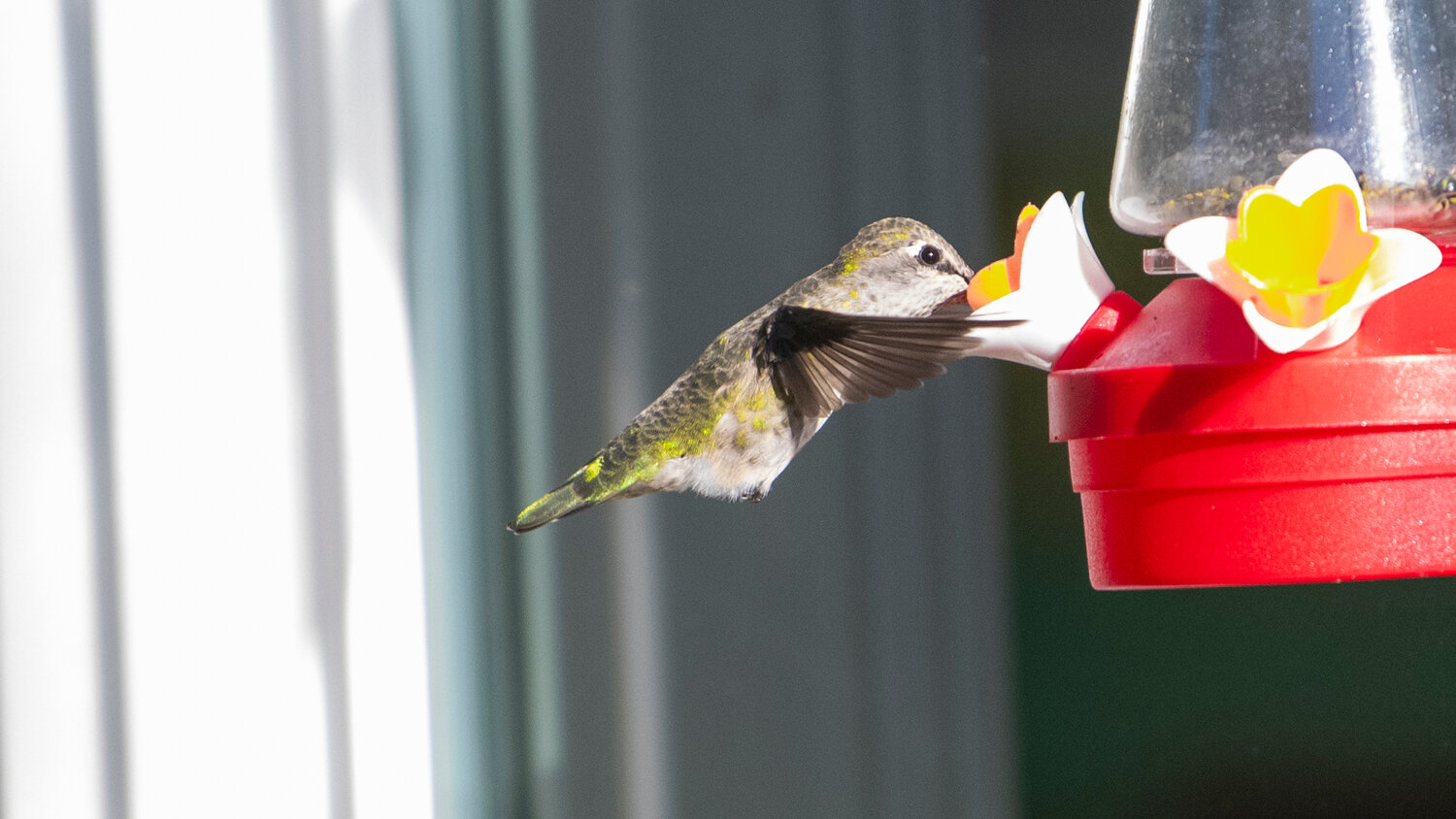 An Anna’s hummingbird hovers at a feeder in Chehalis on Thursday morning in the sun.