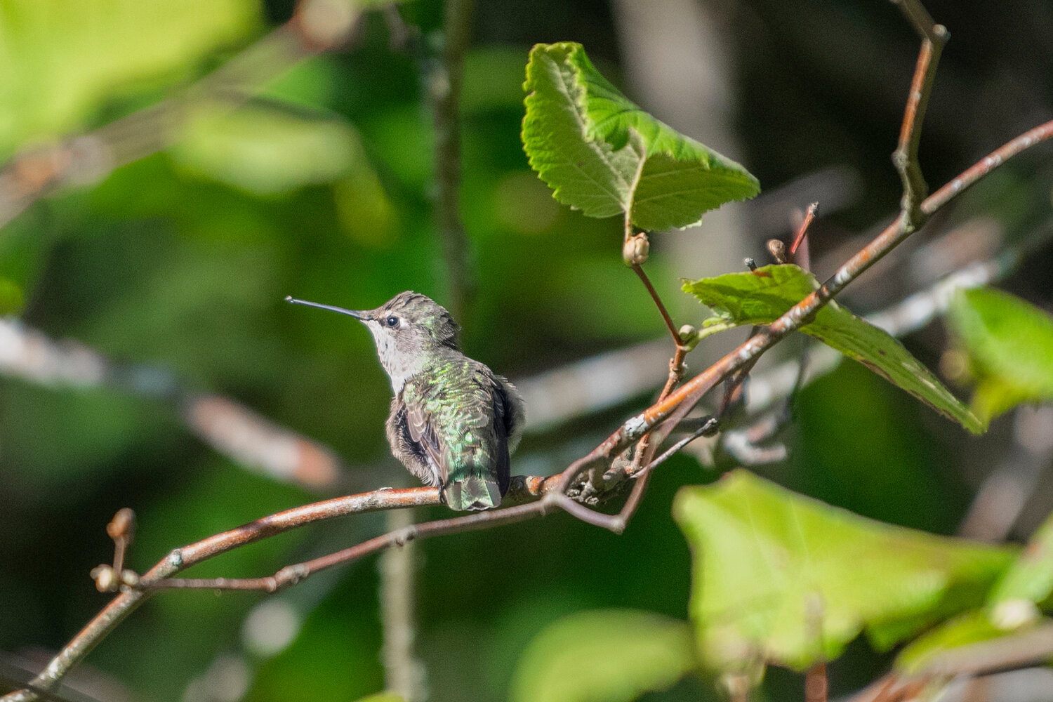 Green feathers on the Anna’s hummingbird’s back flash in the morning sun on Thursday, Sept. 14.