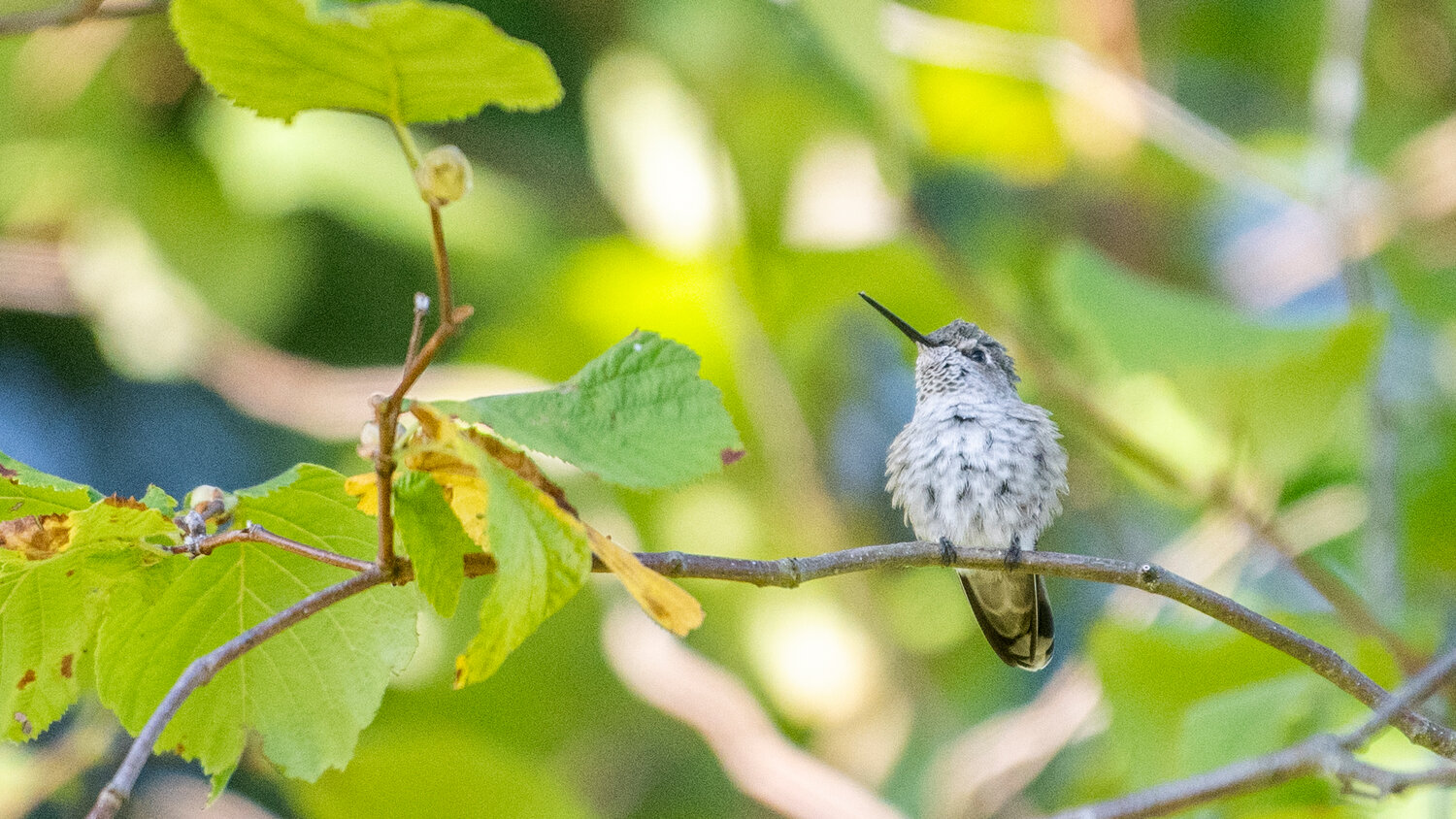 An Anna’s hummingbird puffs up and shakes out its plumage while stopping for a brief rest on a filbert tree on Thursday.