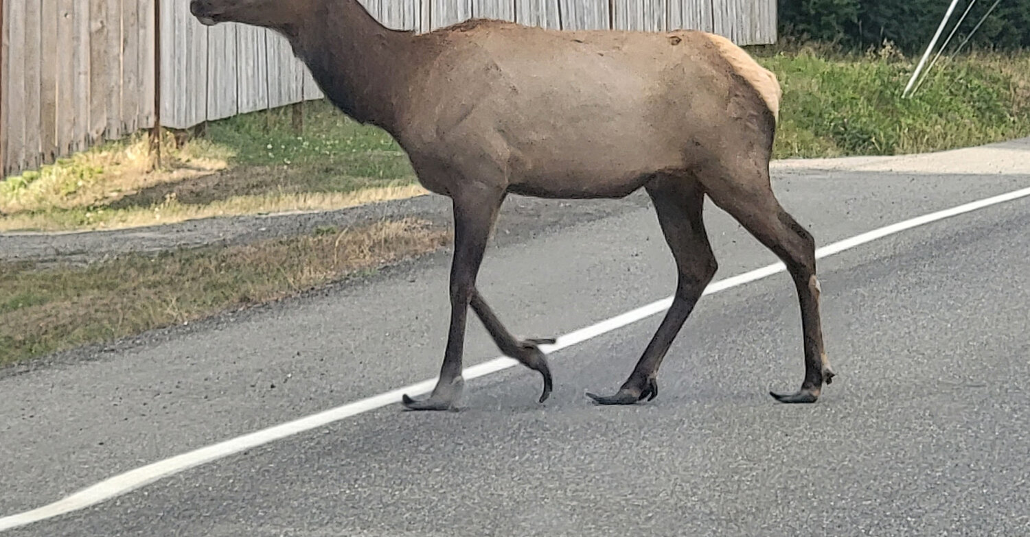 This photo of an elk on a street in Packwood was posted to Facebook by Cory Montgomery on Sept. 11.