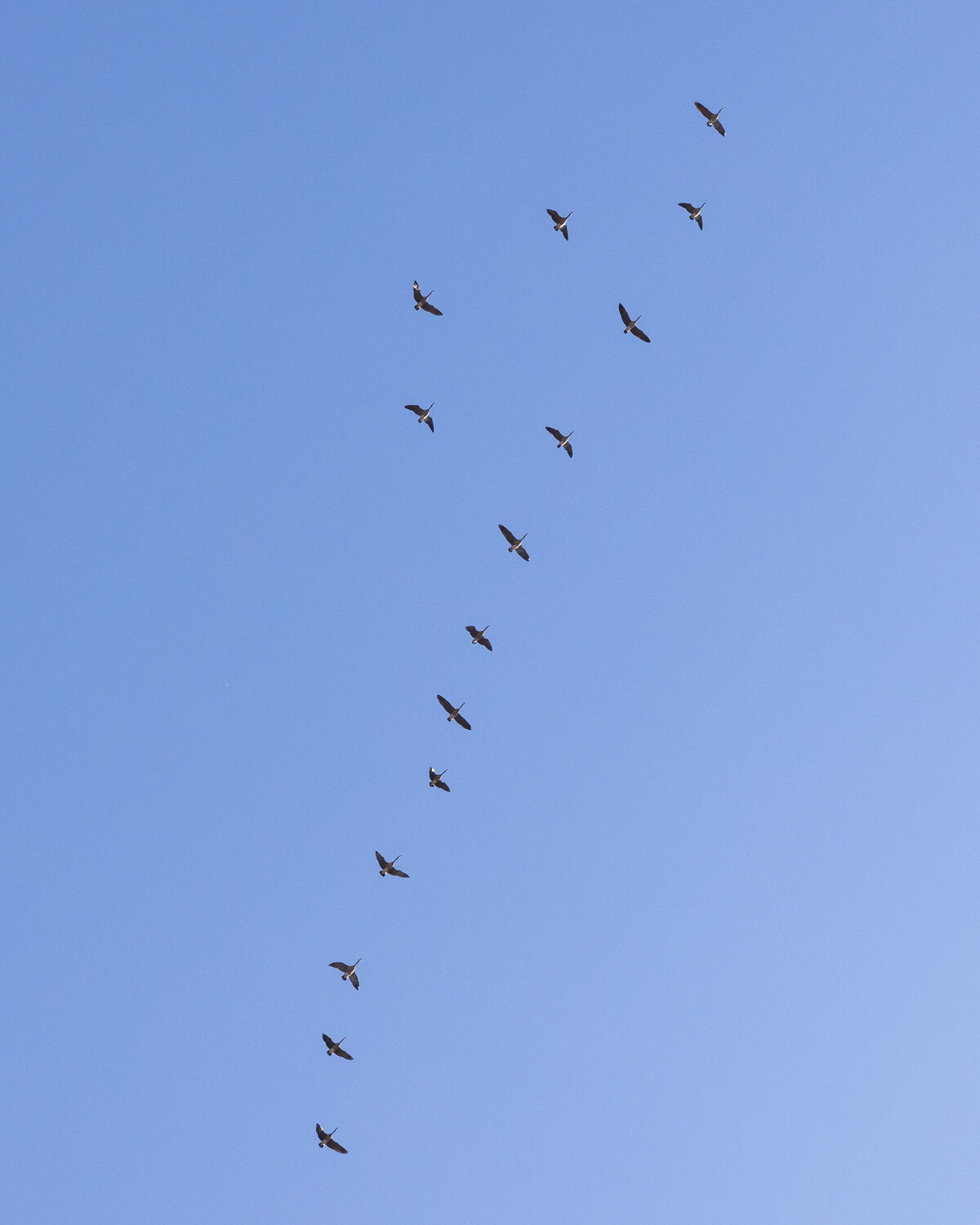 Geese fly over West Rocky Prairie near Tenino on Thursday, Sept. 21.