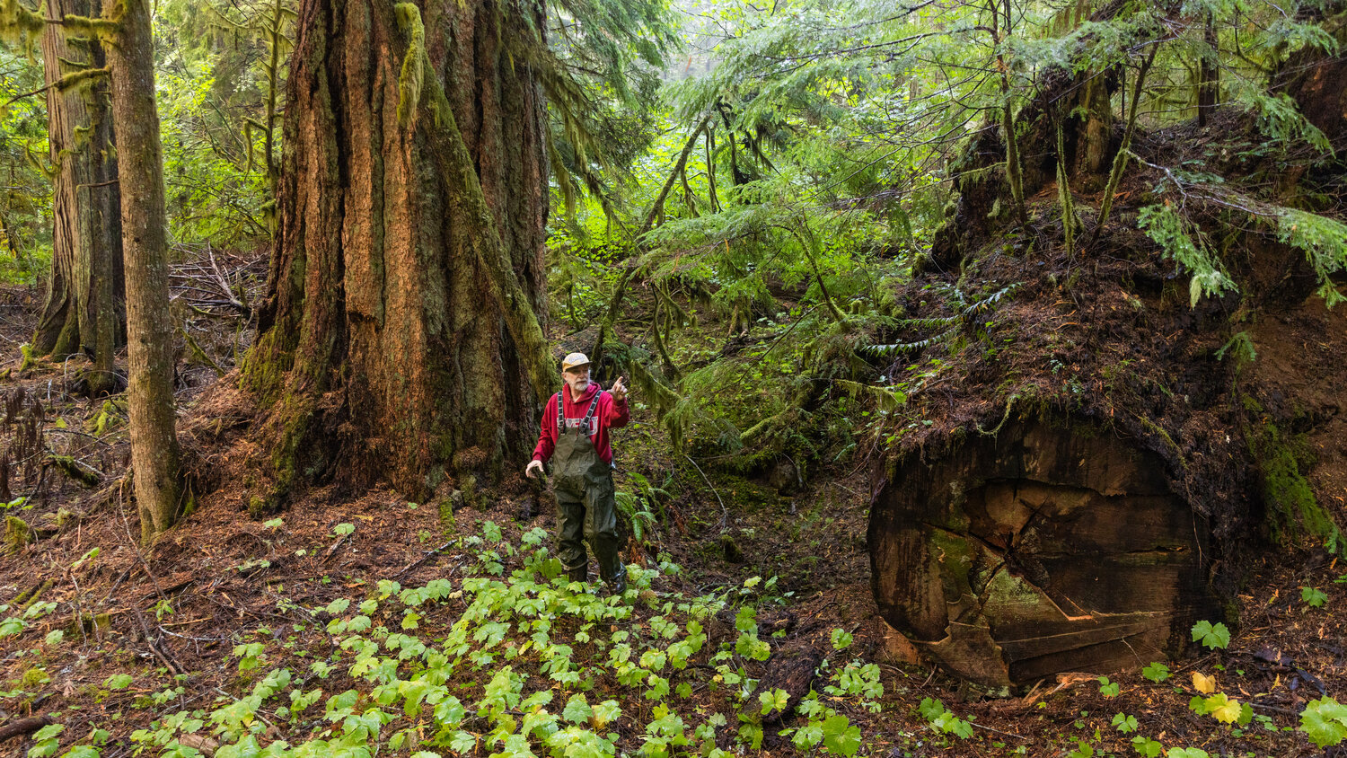 John Squires, a founding member of the Pinchot Partners, points to a large tree that was logged long ago in the Grove of the Matriarchs on Thursday, Sept. 28, in the Gifford Pinchot National Forest.