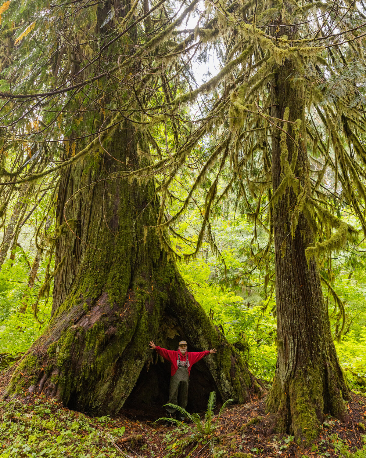 John Squires, a founding member of the Pinchot Partners, poses fro a photo next to a tree in the Grove of the Matriarchs on Thursday, Sept. 28, in the Gifford Pinchot National Forest.