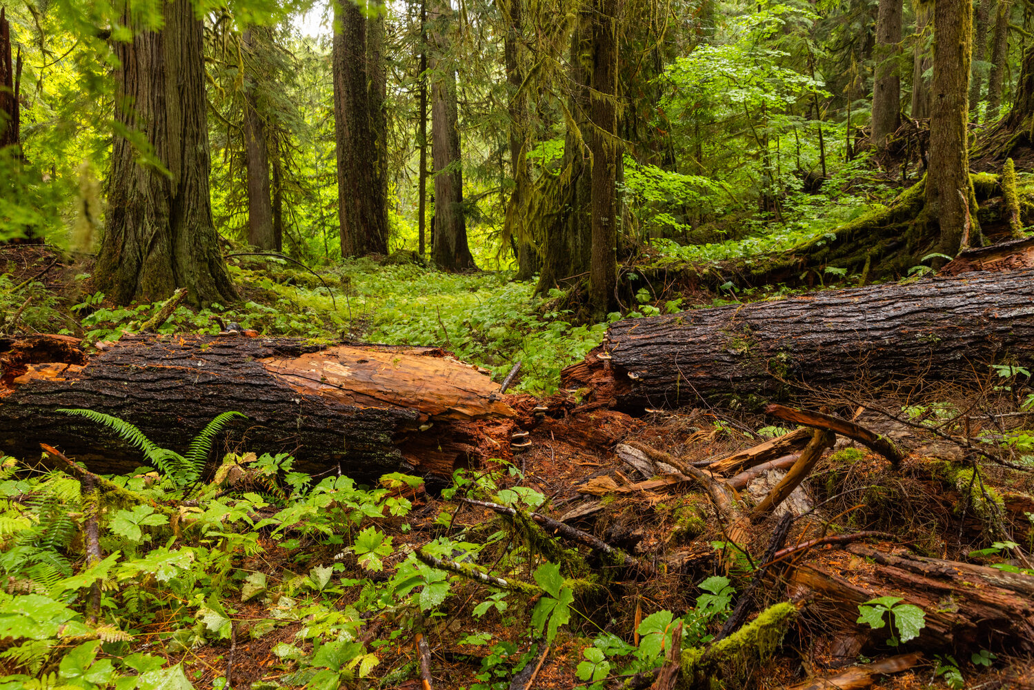 A fallen tree is seen in the Grove of the Matriarchs on Thursday, Sept. 28, in the Gifford Pinchot National Forest.