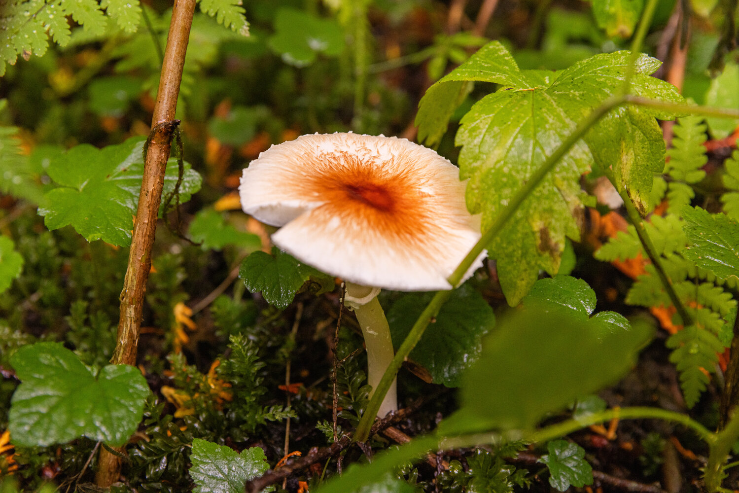 Mushrooms grow in the Grove of the Matriarchs on Thursday, Sept. 28, in the Gifford Pinchot National Forest.