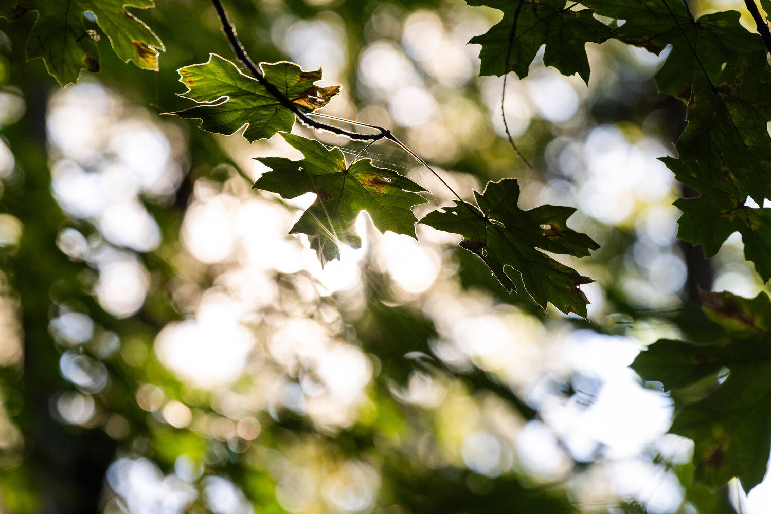 Sunlight shines through leaves in the Seminary Hill Natural Area on Sunday, Oct. 29.