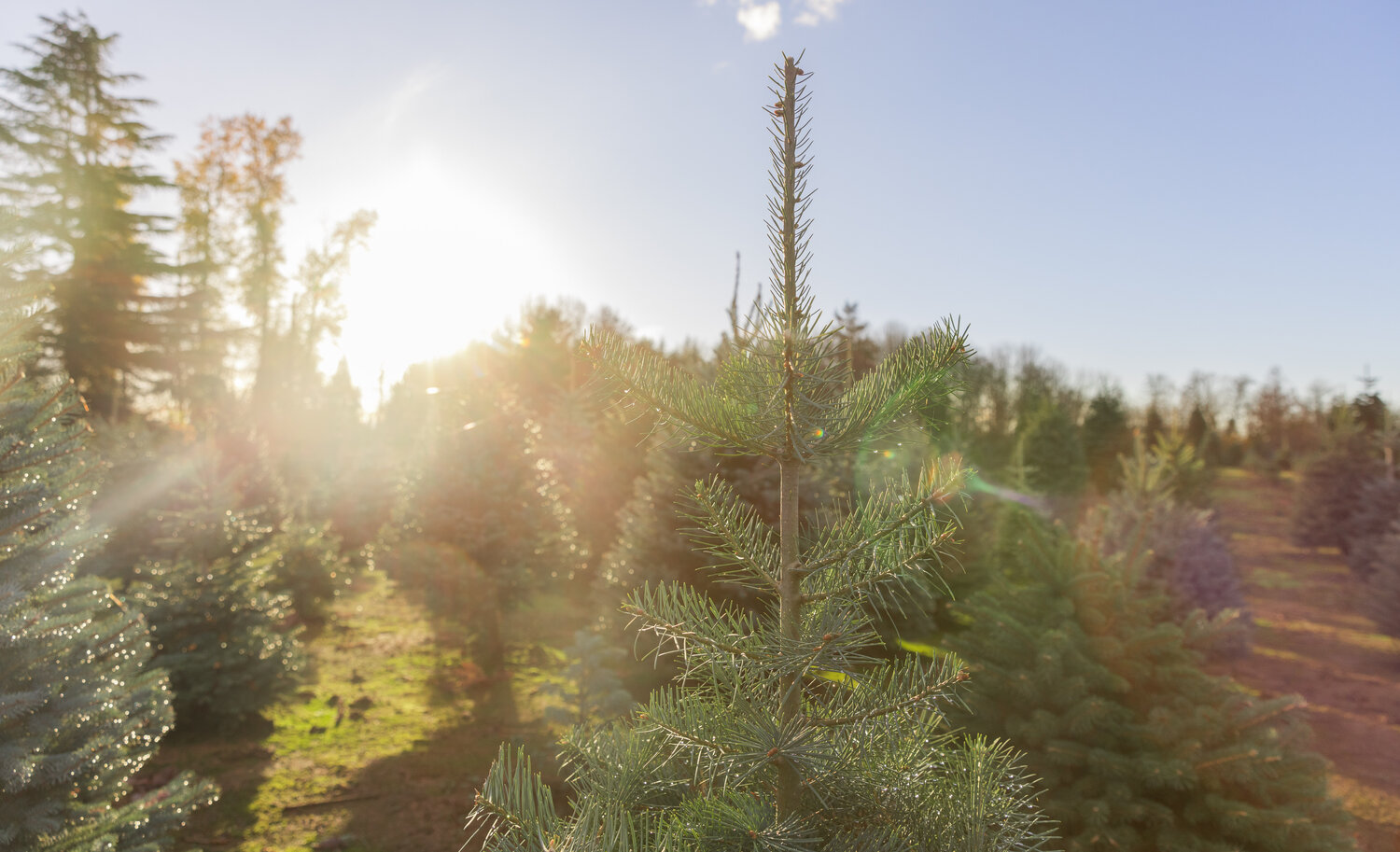 Sunlight shines down on the Christmas Valley Tree Farm in Rochester on Monday, Nov. 13.