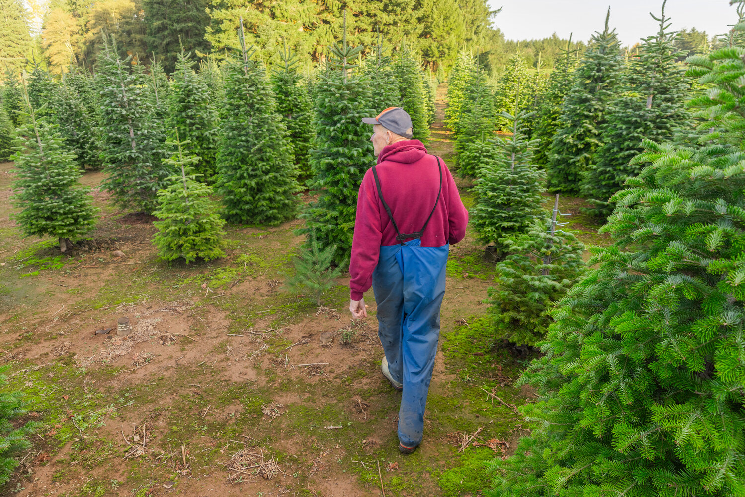 Don Tapio walks through the Christmas Valley Tree Farm in Rochester on Monday, Nov. 13.