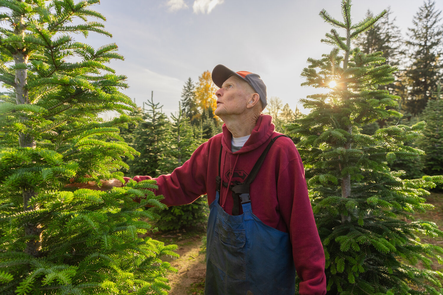 Don Tapio looks up as sunlight shines down on the Christmas Valley Tree Farm in Rochester on Monday, Nov. 13.