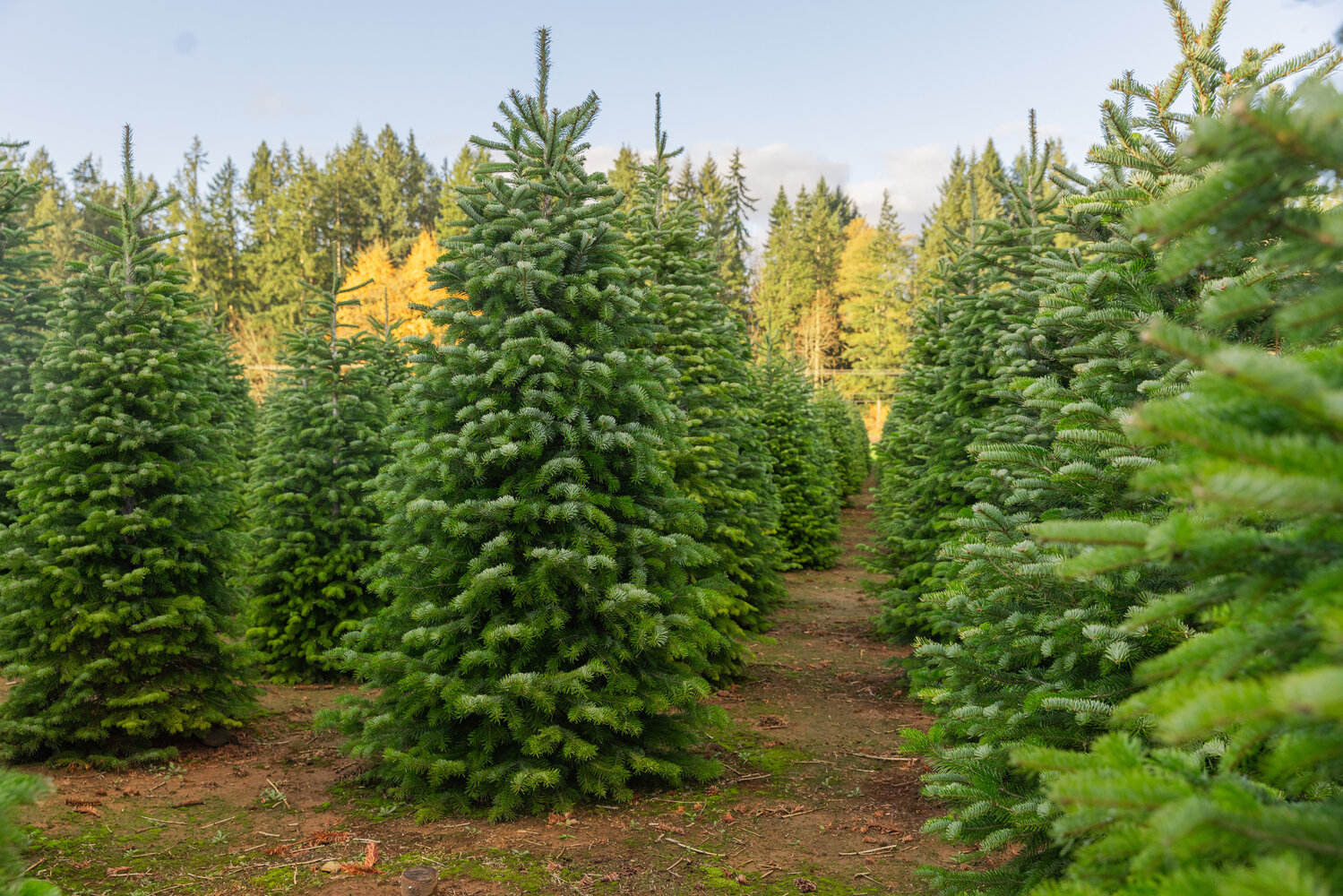 A variety of trees grow at the Christmas Valley Tree Farm in Rochester on Monday, Nov. 13.