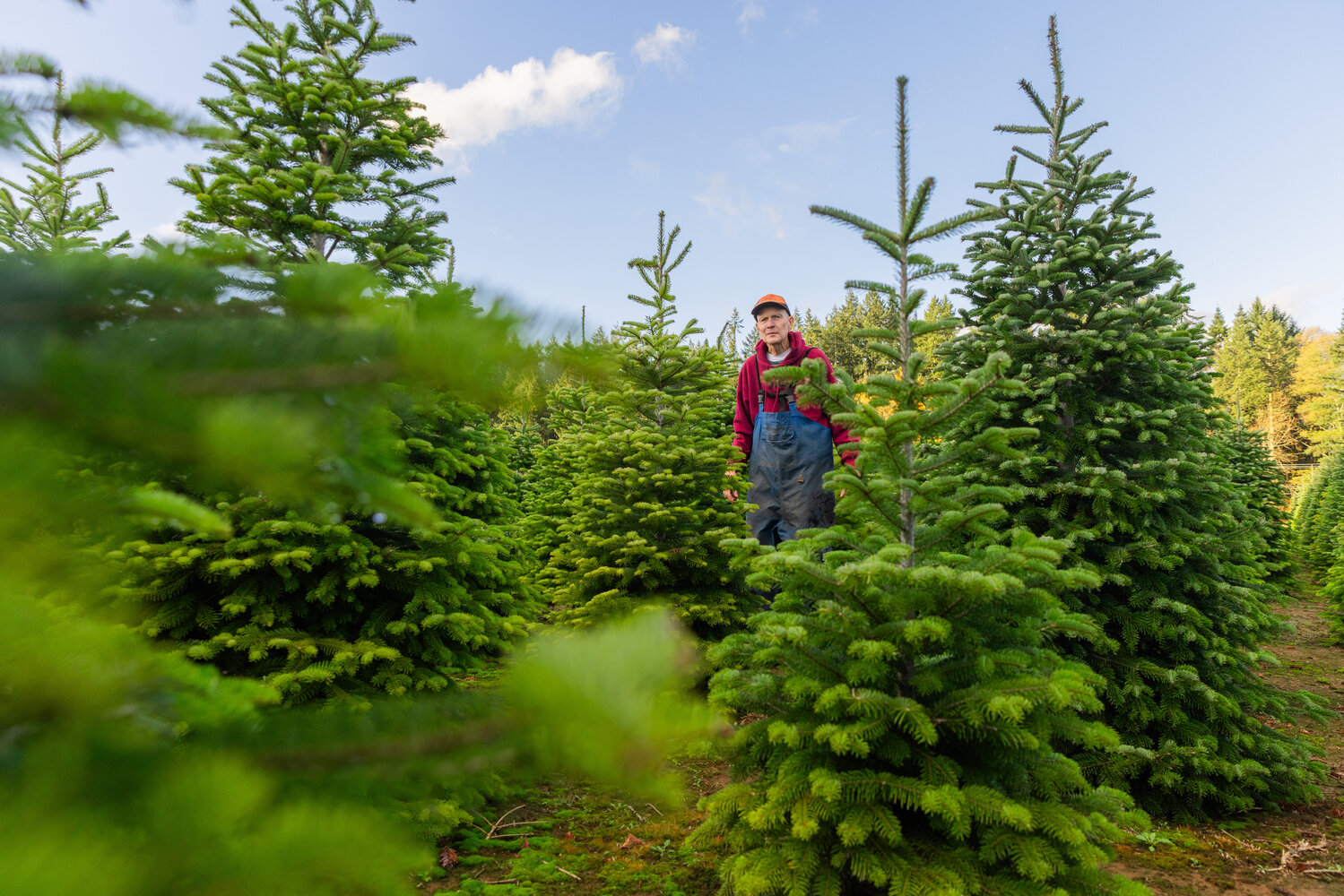 Don Tapio looks on between trees at the Christmas Valley Tree Farm in Rochester on Monday, Nov. 13.