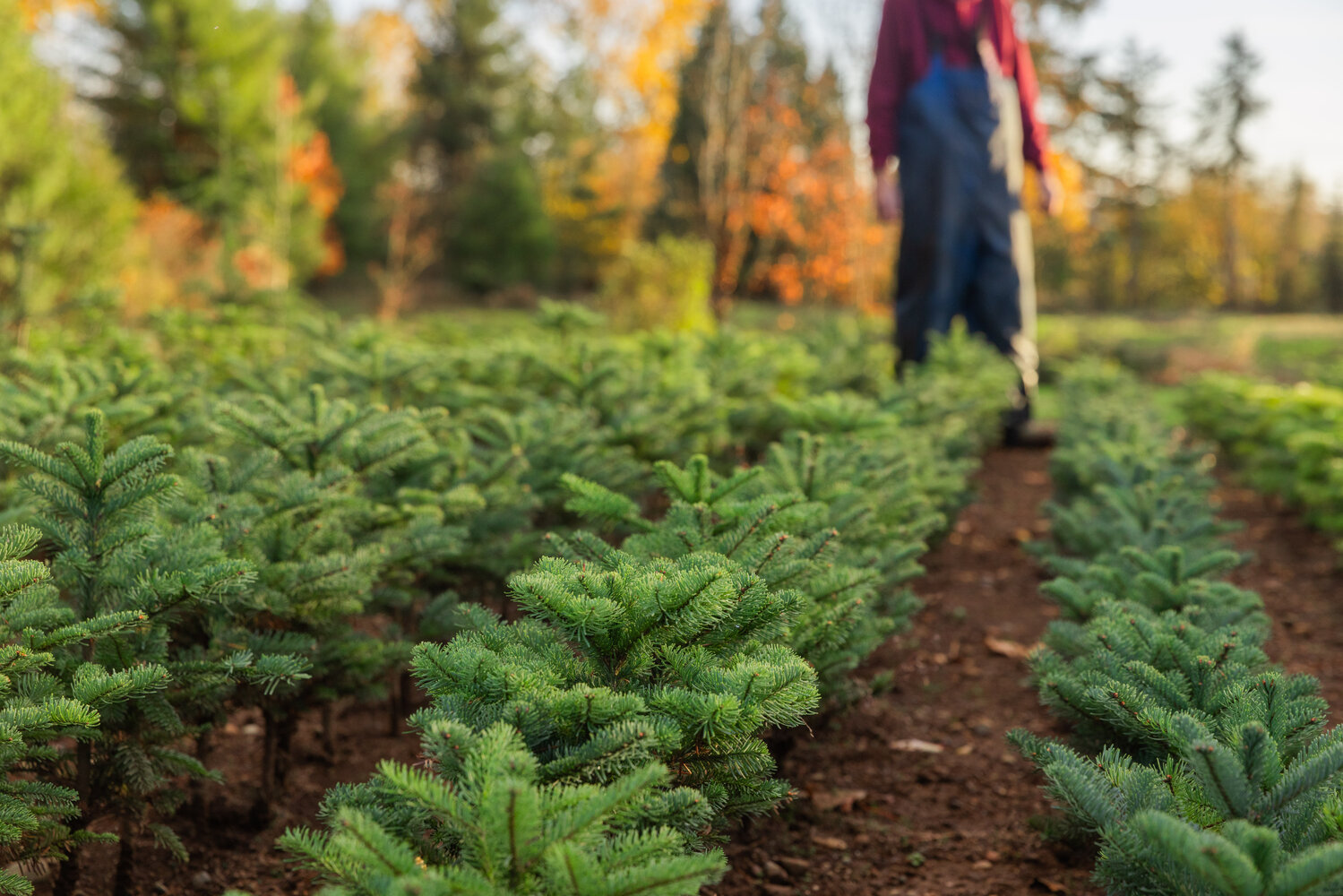 Don Tapio looks down at saplings in display at the Christmas Valley Tree Farm in Rochester on Monday, Nov. 13.