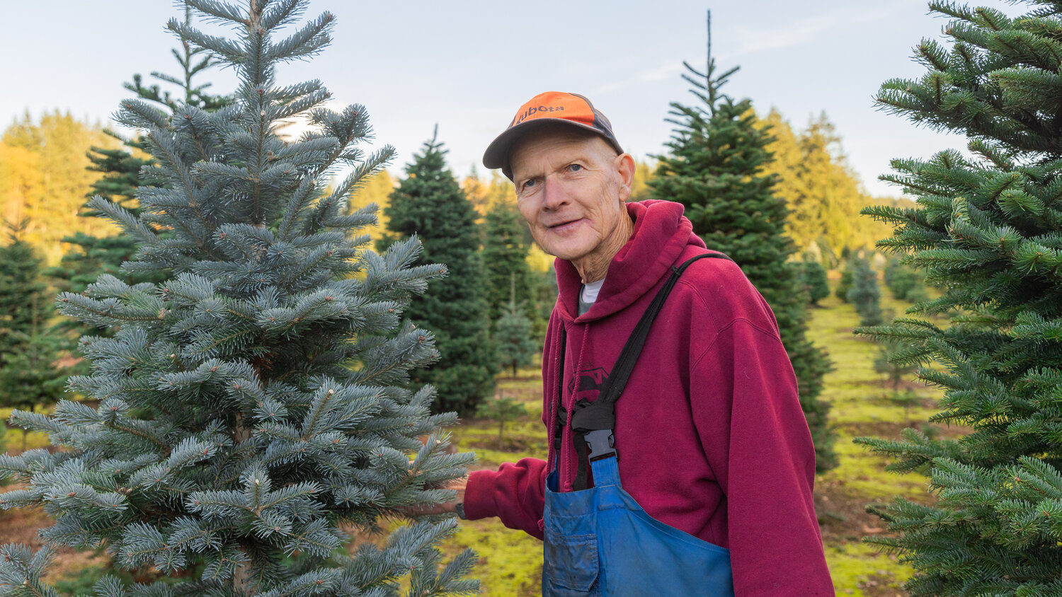 Don Tapio smiles while standing next to a Blue Spruce, at the Christmas Valley Tree Farm in Rochester on Monday, describing the “pokey,” nature of the pines as an option for cat owners to protect their ornaments.