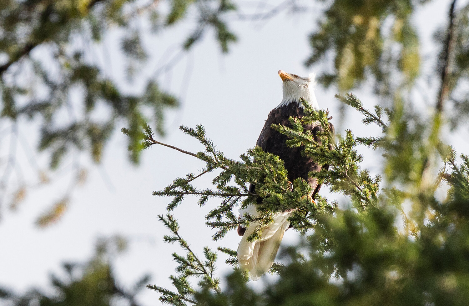 A bald eagle is perched in a tree in Rochester two week ago.