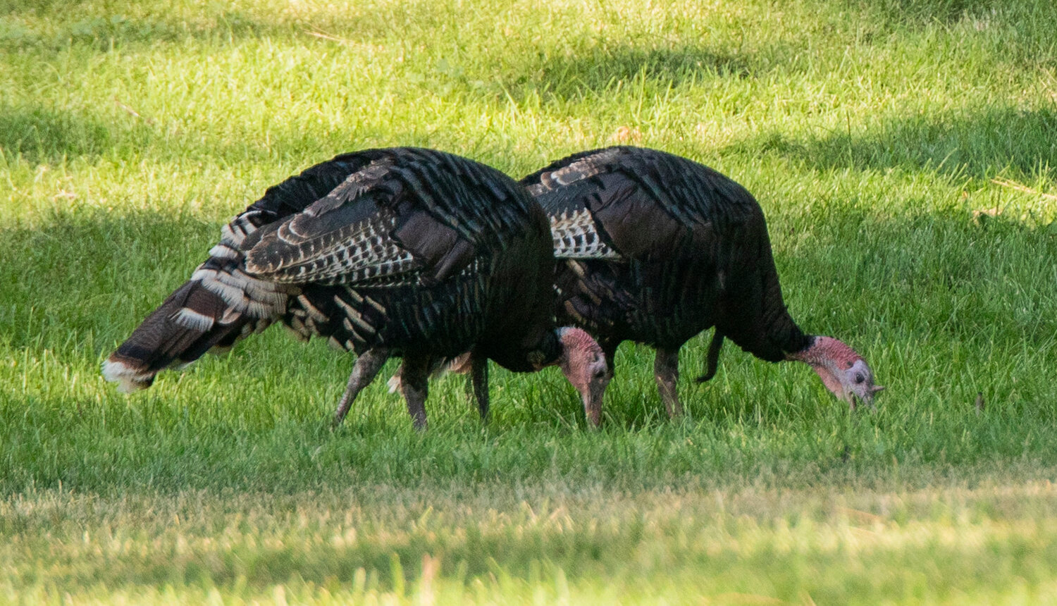 Turkeys graze in a park on July 11 in Spokane.