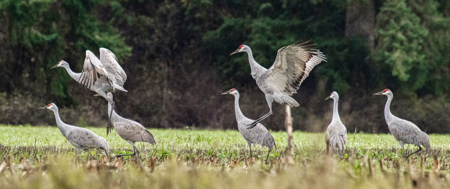 Sandhill cranes jump and dance between Porter and Elma on Wednesday, Nov. 22. According to the Madison, Wisconsin Audubon Society, Sandhills dance to attract a mate, to strengthen bonds with a partner and to express aggression or territoriality.