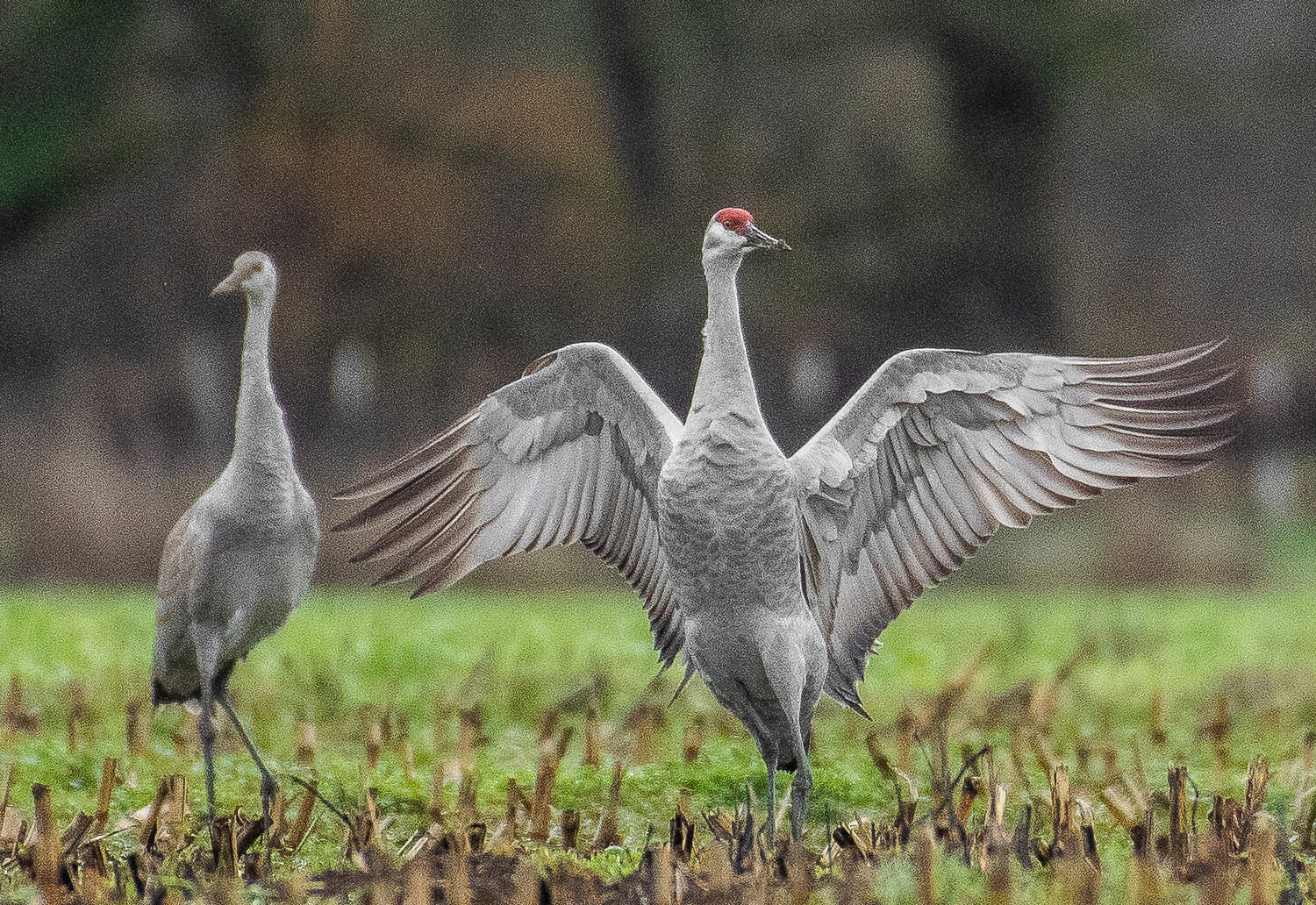 A tall sandhill crane spreads its wings while looking toward other, smaller cranes in a field near Porter on Wednesday, Nov. 22.