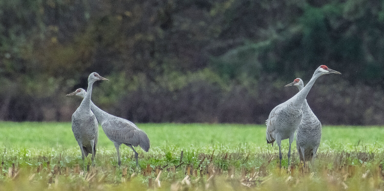 Two juvenile sandhill cranes mirror the behavior of two adults in a corn field along the Chehalis River south of Elma on Wednesday, Nov. 22.
