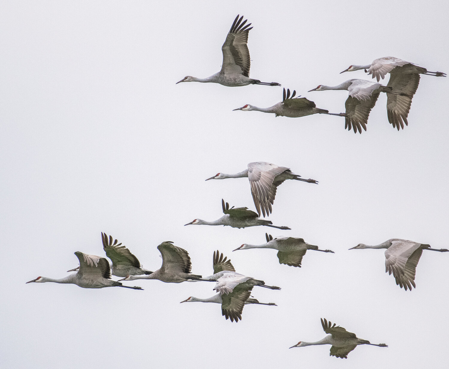 A flock of sandhill cranes, which, at times, has had more than 50 birds, spends its winter flying between fields in the Chehalis River valley near Elma. The birds are pictured here on Wednesday, Nov. 22.