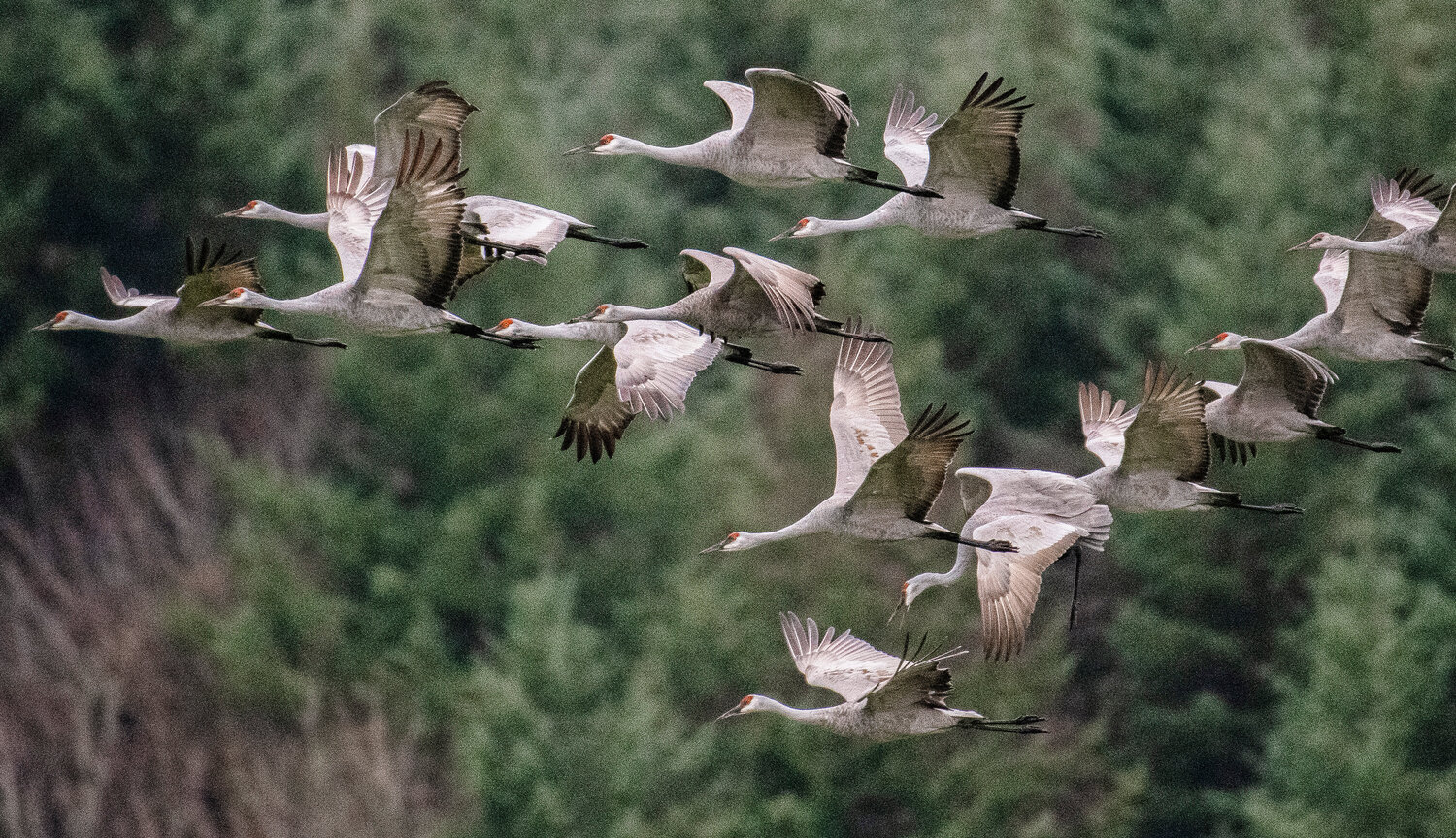Sandhill cranes fly between fields in the Chehalis River valley near Elma on Wednesday, Nov. 22.