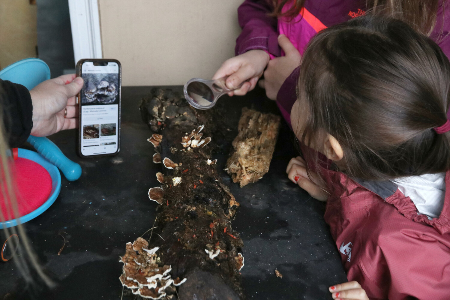 Sweet Tomatoes Learning Center students examine mushrooms growing out of a log in Chehalis on Wednesday, Dec. 6.