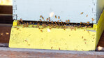Bees buzz around a box on Dan Maughn’s property near Adna on Monday, July 31.